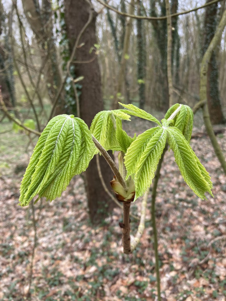 Mooi om te zien hoe de kastanjeboom zijn bladeren tevoorschijn tovert. #staelduinsebos <a href="/ZHLandschap/">Zuid-Hollands Landschap</a> <a href="/Bezoek_westland/">Bezoek Westland</a> <a href="/FloraNederland/">Flora van Nederland</a>