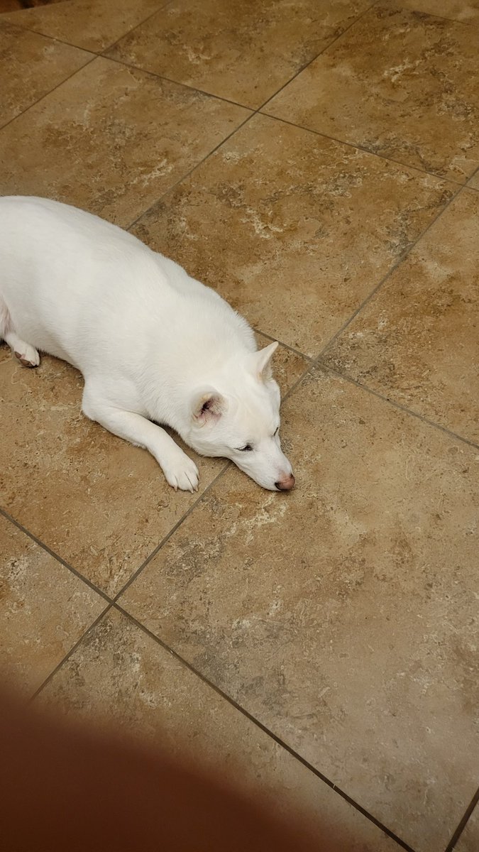 George Vo (@vogeorge1) on Twitter photo 