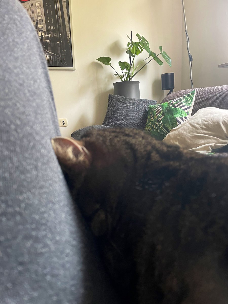 Ich glaube meine Katze ist kaputt