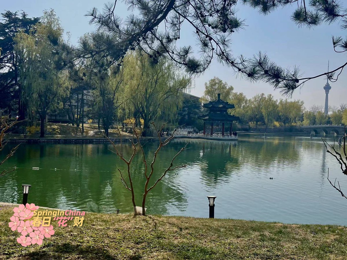 CGTNGlobalBiz's tweet image. The China Development Forum 2023 is being held in Diaoyutai State Guesthouse at the moment. Blooming peach flowers and sprouting willow trees are adding vital colors of spring to this former ancient royal garden.🌸🌸🌸 #SpringinChina