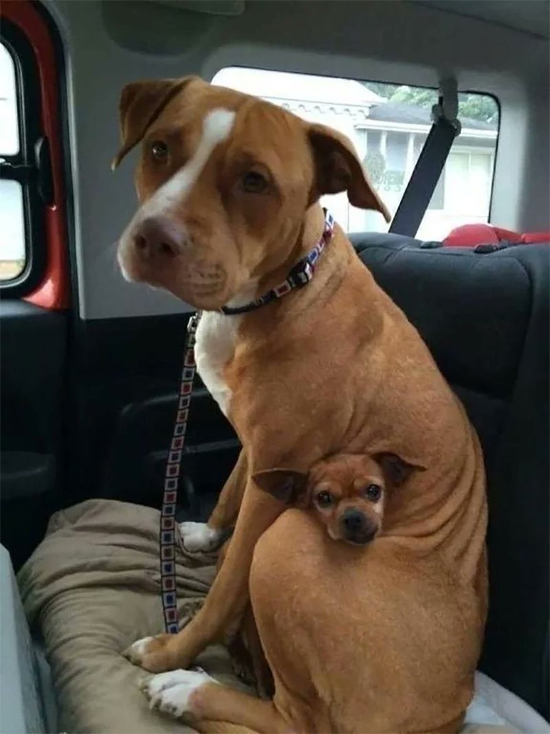 EliasZamoranoCL's tweet photo. Una familia decidió adoptar a esta linda pitbull, pero cuando abrieron la puerta para que saliera de su jaula, se negó y dejó ver que a su lado habia un chihuahua, y es que cuando ella llegó muy mal al refugio este perrito la acompañó en su recuperación. La familia adoptó a ambos https://t.co/O3EqqjfGfB