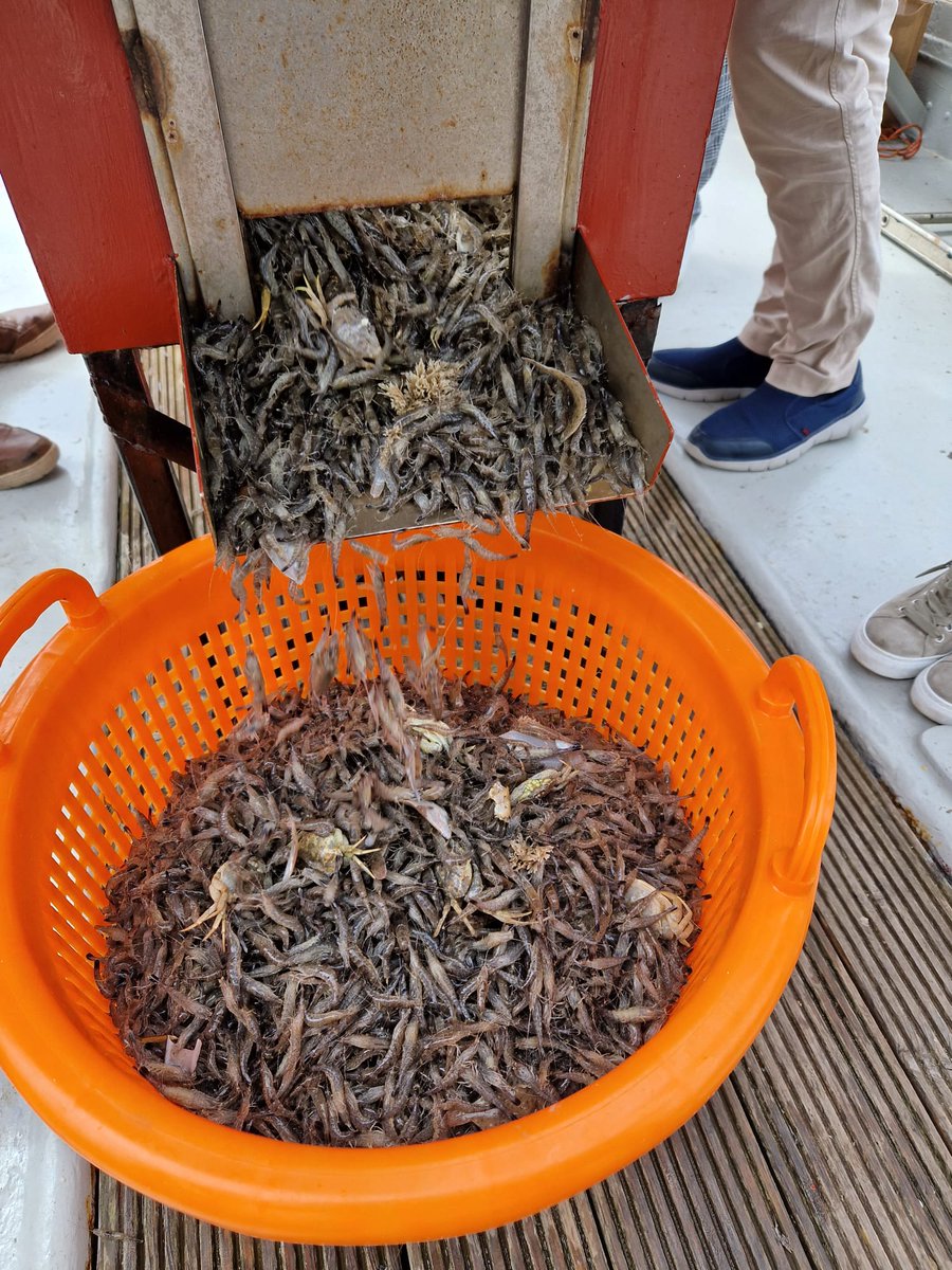 Er staan weer diverse tochten  gepland.
DE ENIGE IN DIT GEBIED:
Ga mee sleepnetvissen en zeehonden kijken.
zk9.nl/boeken
Nieuw deze zomer: we zetten u af op het strand van Schiermonnikoog en u gaat verder met een eilander gids. Zie voor de data onze vaaragenda.
