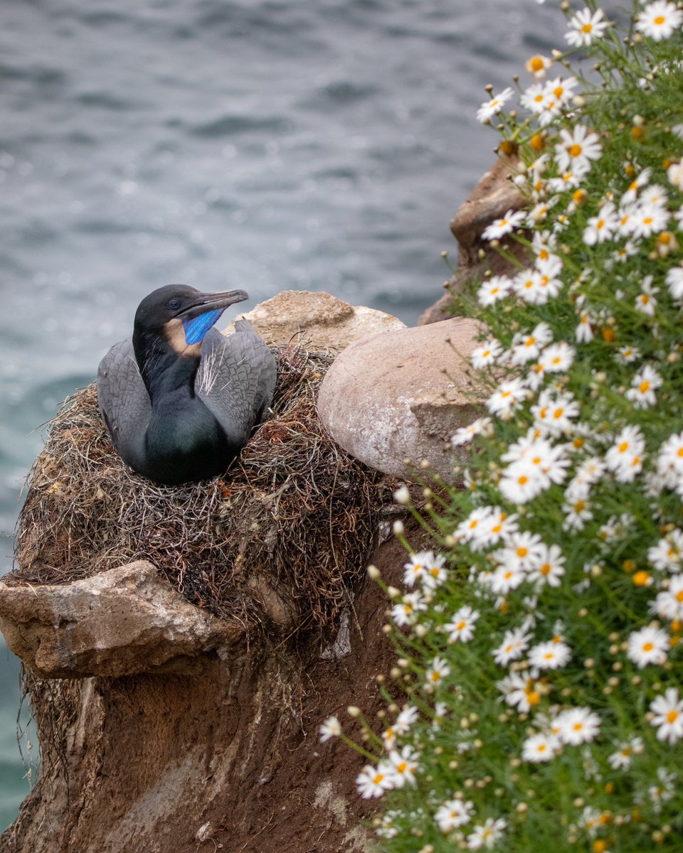 BStokkermans's tweet photo. I’m heading back to Southern California this summer and I’m so excited to get the chance to photograph brandts cormorants again https://t.co/IbxgibDu7e