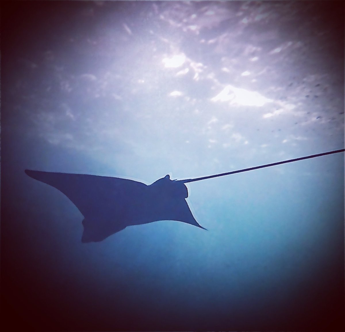 BanderasScuba's tweet photo. Flying or swimming, does it matter?
Eagle ray at Los Arcos March 2023.
Credit photo to Mike Swartz
#Banderasscubarepublic #PVPADI #PADI5star #pvscubadiving #PuertoVallarta
 #PADIPV
#SCUBADIVINGPUERTOVALLARTA
#SCUBADIVING 
#PUERTOVALLARTASCUBADIVING 
#PADI 
#SCUBAPUERTOVALLARTA https://t.co/TUWFItbJgS
