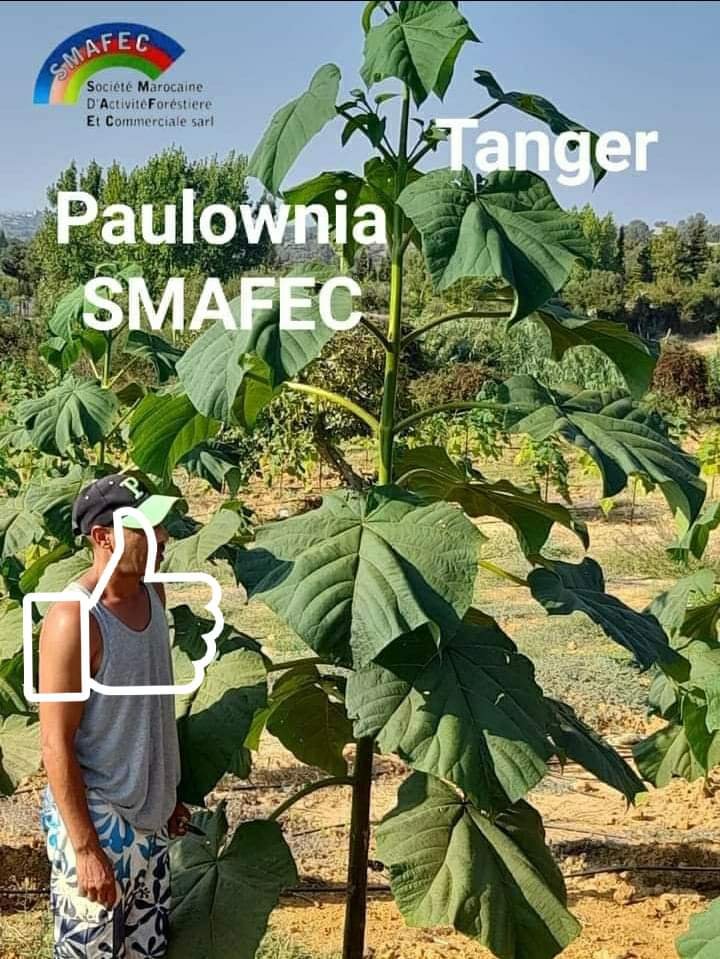 L'odyssée de la  forêt  durable , la forêt privee en  paulownia hybride , continue partout au Maroc
