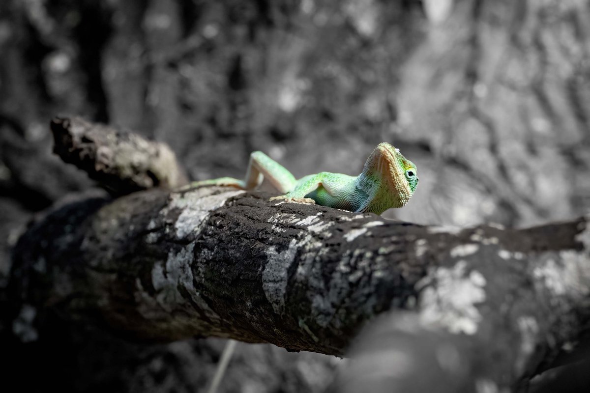 bcpix's tweet photo. Green Anole in a Florida tree thinks he’s hiding but kind of stands out #PhotoByBrianCleary https://t.co/HtyVdSAYkw #greenanole #lizard #anole #nature #lizards #reptiles #naturephotography #wildlifephotography #anolelizard #anolis #anoliscarolinensis #herping #lizardphotography https://t.co/HyOT4i4763