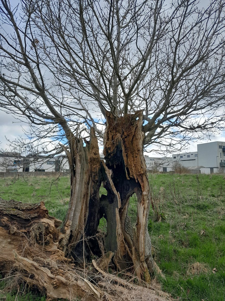klumpy85's tweet photo. This old oak, has been stuck by lightning, burnt, chopped and everything else you can throw at it.  It continues to grow 👊leave nature do its own thing as @IrishRainforest says https://t.co/y9ygDuljK4