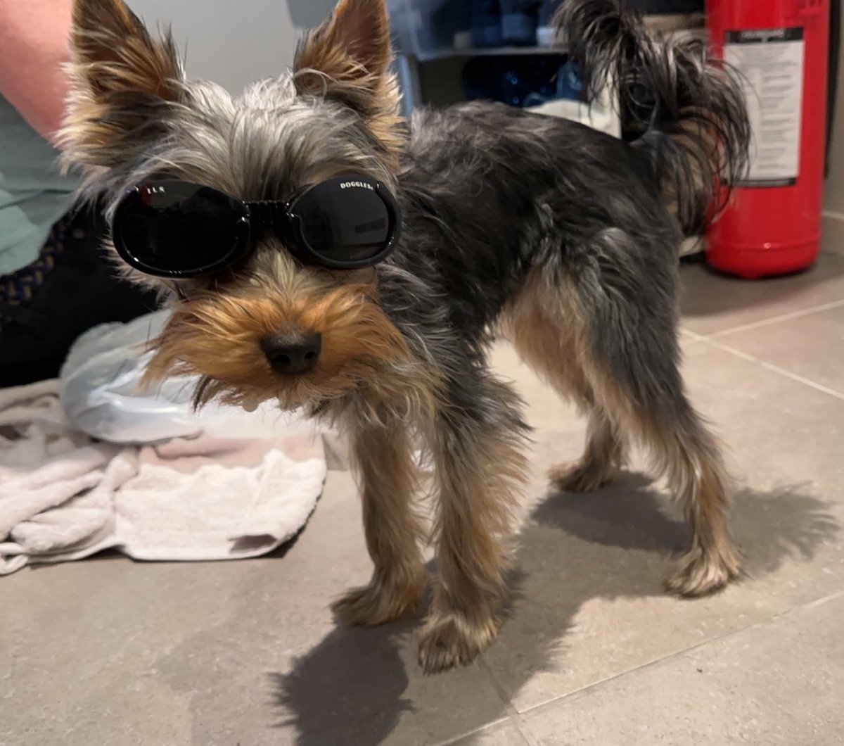 suzzicorn's tweet photo. Twist is wishing you all a happy Sunday 🐾 https://t.co/nAn2z3Yg2p