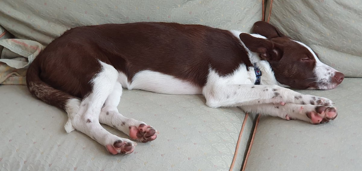 DevonCollieCrew's tweet photo. Its been a bust day!!

#SundayFunday #sundayvibes #dogs #dogsoftwitter https://t.co/0qfvr3IXAL