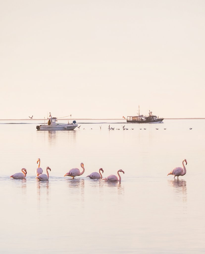 Si visites el Delta de l'Ebre podràs disfrutar de l'espectacle de les albades amb flamencs.
<a href="/catexperience/">Catalunya Experience</a> <a href="/visitcatalonia/">Visit Catalonia</a> <a href="/terresebretur/">Terres de l'Ebre</a> <a href="/SocEcoturista/">Ecoturisme Catalunya 💙</a> <a href="/pde/">Defensa de l'Ebre</a> <a href="/TurismeLaRapita/">Turisme la Ràpita</a> <a href="/TurismeDeltebre/">Descobreix Deltebre</a> <a href="/lampollaturisme/">ampollaturisme</a> <a href="/TurismeAmposta/">Amposta · Delta de l'Ebre</a>