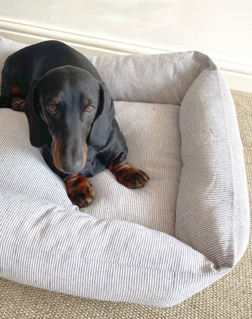 houndandpack's tweet photo. Happy Sunday everyone 🐾💗

Who doesn’t love a Sunday snooze?Moose does… in his super soft dog bed. 

Custom fabrics &amp; sizes available. 

#dogs #Sunday #SundayFeeling #SundayFeels #SundayMorning #sundayvibes #dogsarefamily #dogsoftwitter #pets #cats https://t.co/REOPaFiWpt