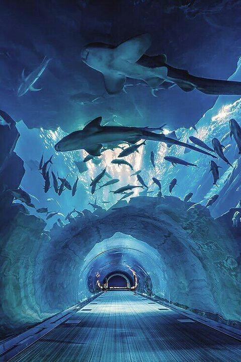 Minnie_Jimin_'s tweet photo. Drugim przystankiem jest oceanarium i wiecie co? Kocham płaszczki. Są urocze, więc nie mogło się obejść bez zdjęcia. Cieszę się, że mogę spędzić w ten sposób czas z osobami z Oasis.
#SUNDAYFAMTIME https://t.co/x4zGLVA4Ek