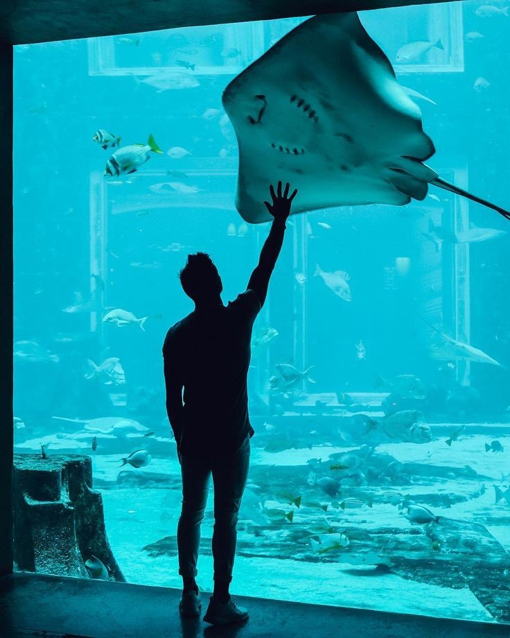 Minnie_Jimin_'s tweet photo. Drugim przystankiem jest oceanarium i wiecie co? Kocham płaszczki. Są urocze, więc nie mogło się obejść bez zdjęcia. Cieszę się, że mogę spędzić w ten sposób czas z osobami z Oasis.
#SUNDAYFAMTIME https://t.co/x4zGLVA4Ek