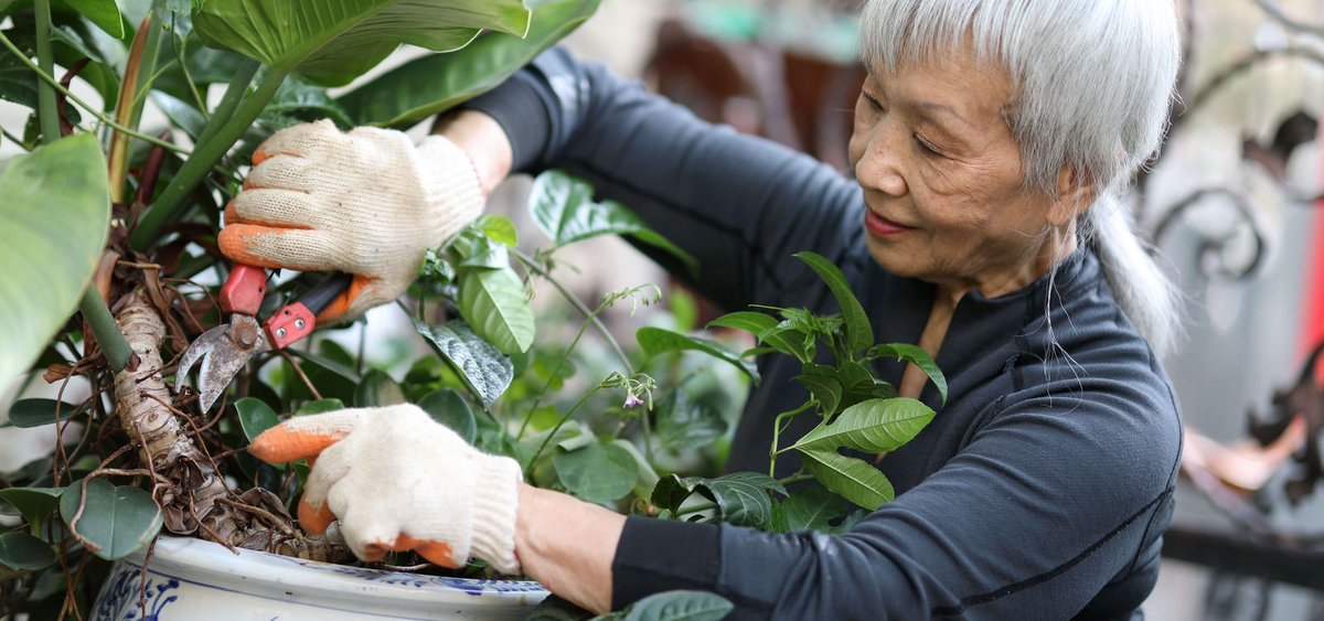 #Gardening is more than just beautifying a garden. For Sunrise residents, they reap the many benefits of gardening like lower blood pressure and physical activity. In honor of #spring, here are 6 gardening tools for #olderadults: bit.ly/3LktPtl