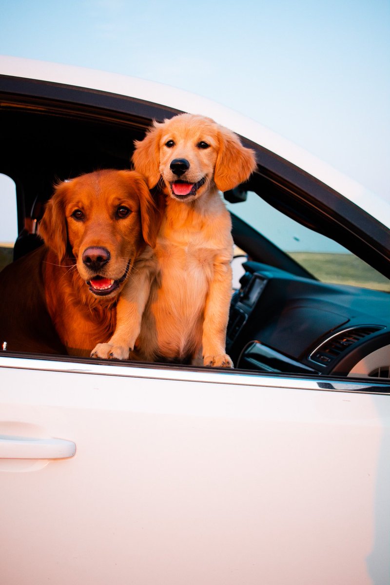 Spring. Is that really you!?? #kipandkaan #goldenretriever #dogs