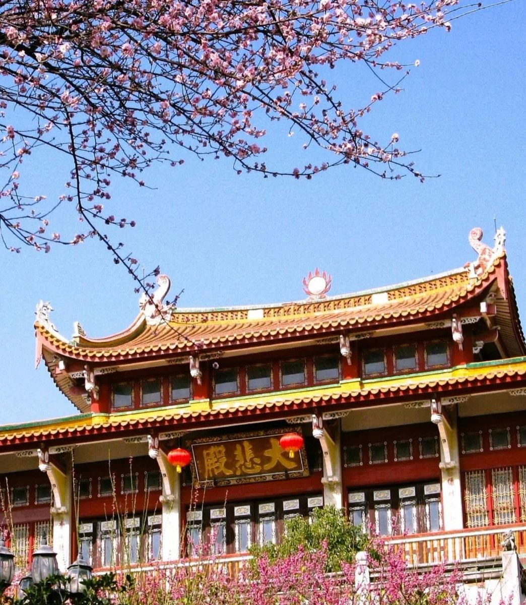 shqhn4's tweet photo. 梅峰寺

又名梅峰光孝寺

位于莆田市城厢区胜利北街

每年2-3月

梅峰寺内梅花相继绽放

满园繁花，万千春色，灿若云霞

古寺映梅，古韵幽幽

漫步林中，暗香浮动 https://t.co/rCW4GnUc4G