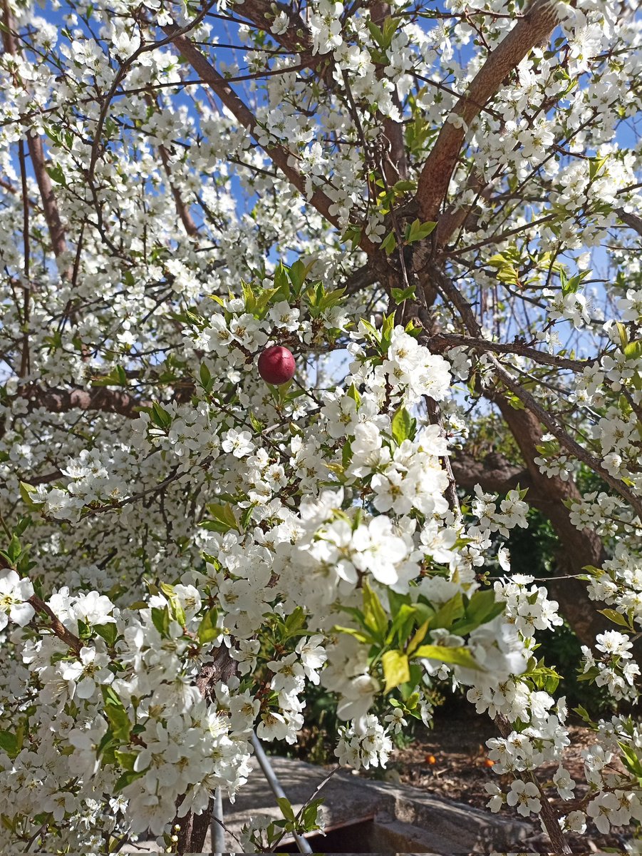 arifitfun's tweet photo. La primavera és una obra mestra. 🤍✨ https://t.co/wtWAtFLFtS