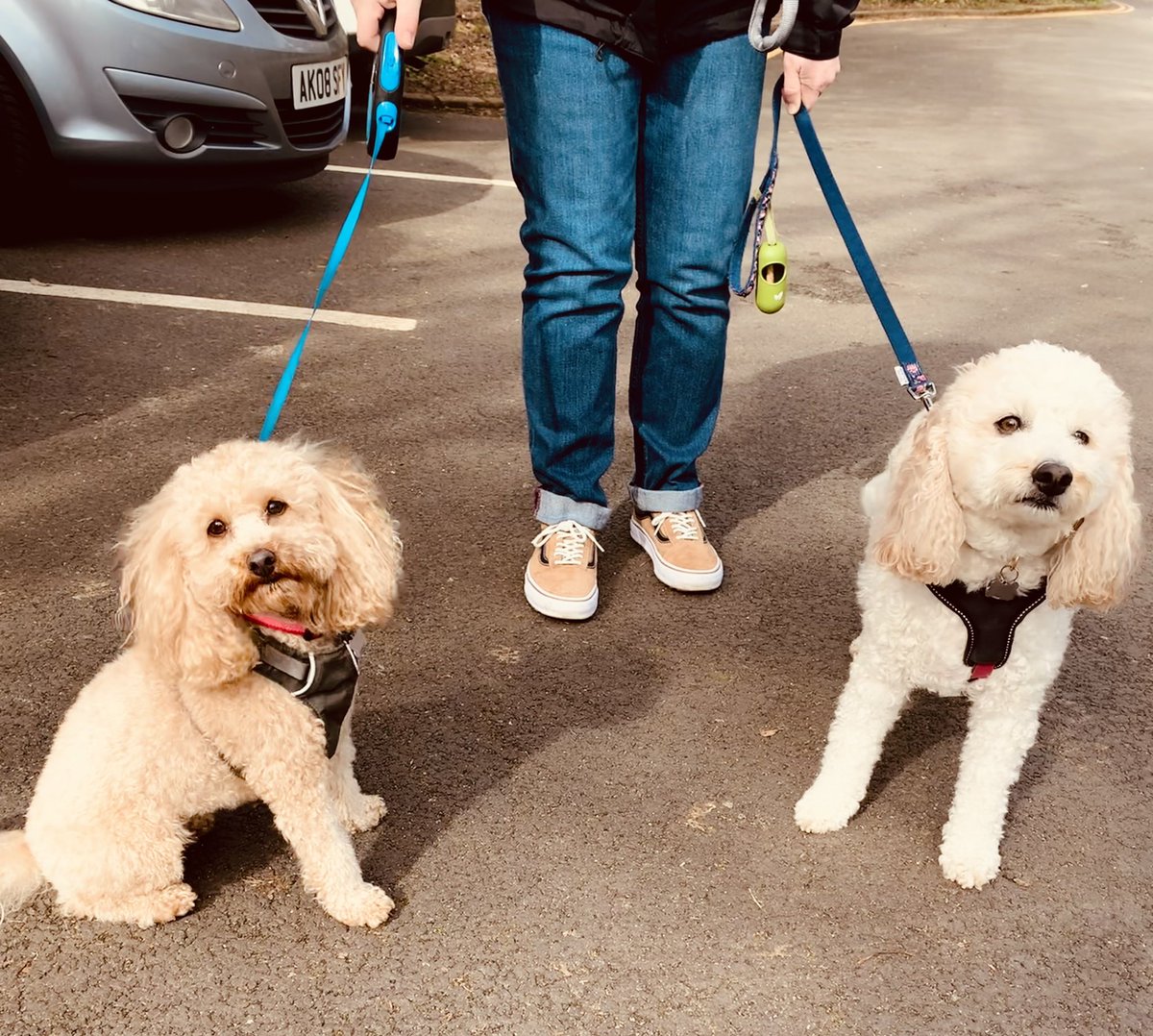 Weese are reunited, <a href="/Bailey1Cameron/">Bailey Cameron (Me is a girl)</a> is here! My snoot be a little out of joint at havin to share Nana and Papa  and dear goodness so many camera pictures we is going to charge soon.