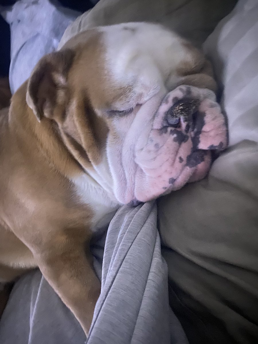 I finally decided it’s really comfy to sleep and use a pillow in moms bed. She was surprised to open her eyes and see my adorable face. #Englishbulldog #DogsofTwittter