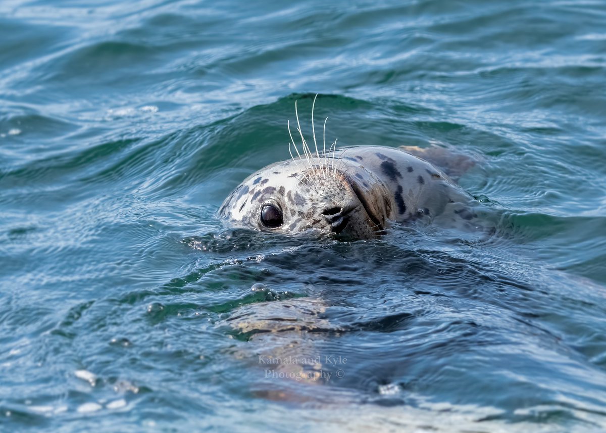 KamalaKyle's tweet photo. Had a great trip to BC! Seal you next time!
(Harbor Seal near a harbor)
#harborseal #phocavitulina #harborseals #seal #seals #commonseal #commonseals #vancouversealife #vancouvermarinelife #vancouveraquaticlife #bcwildlife #wildlifeofbc #britishcolumbiawildlife #aquaticmamals #bc https://t.co/CpVCTuBhNj
