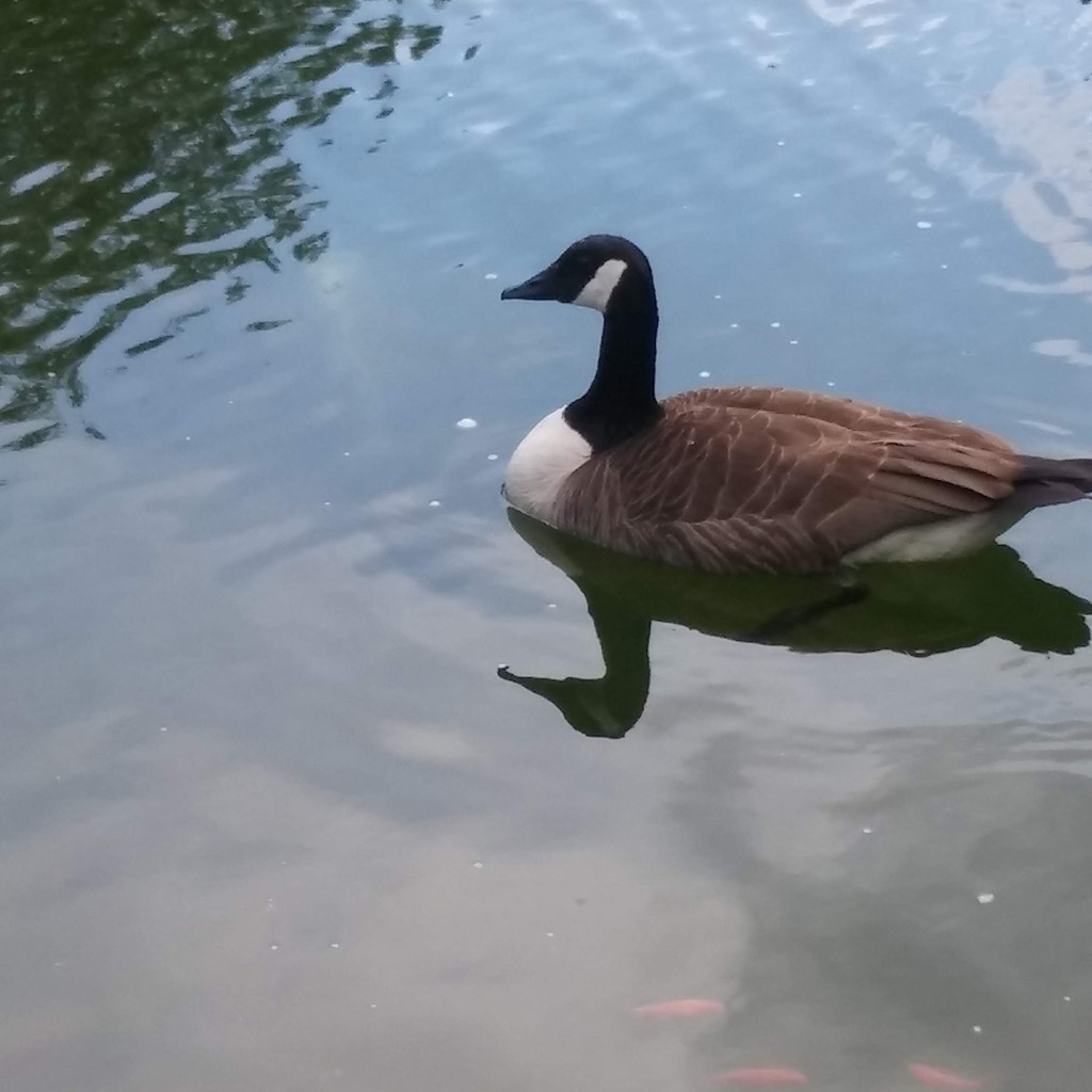 Oliver_Lippert's tweet photo. Ente
#natur #ente #wasser #nrw #photooftheday #picoftheday #love #instagood #nature #duck #water #germany #naturephotography #see #sonne #deutschland #landscape #dortmund #travel #happy #instagram #fotografie #sommer #essen #beautiful #cologne #landscha… https://t.co/HipCfKRVL4 https://t.co/CAQNt3SiNp