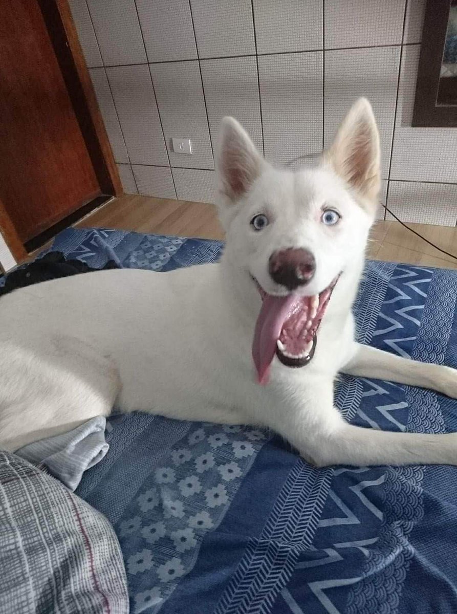 JunpeiFrance's tweet image. Bonjour Twitter, aujourd'hui mon chien s'est échappée de chez moi. Elle répond au nom de Keyah, husky siberien mixte blanche aves les yeux bleus et est très docile avec les gens. Svp aidez moi à la retrouver, environ de Clamart (92) je suis désemparé.