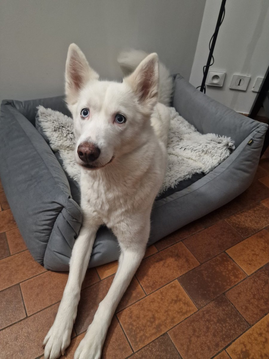 JunpeiFrance's tweet image. Bonjour Twitter, aujourd'hui mon chien s'est échappée de chez moi. Elle répond au nom de Keyah, husky siberien mixte blanche aves les yeux bleus et est très docile avec les gens. Svp aidez moi à la retrouver, environ de Clamart (92) je suis désemparé.