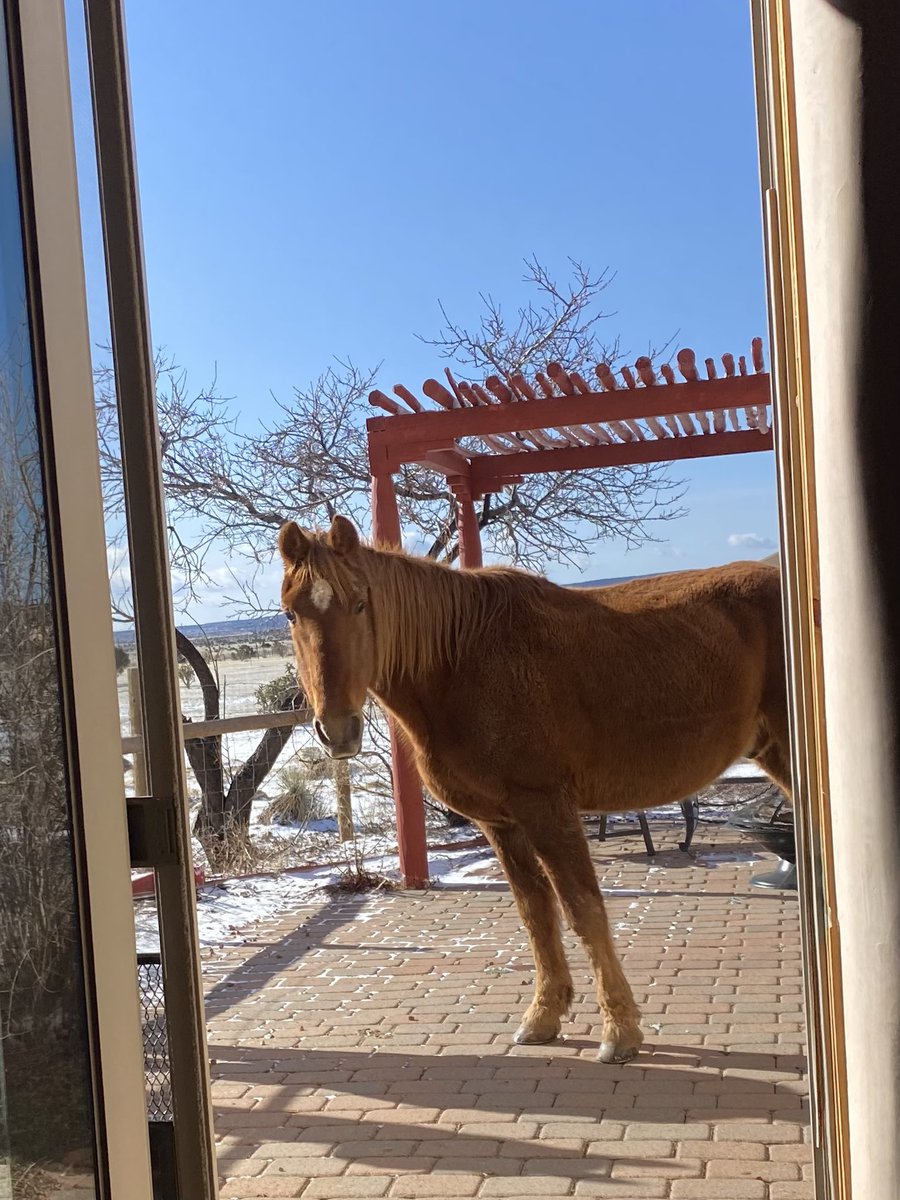 Kelly Rosati tweet media