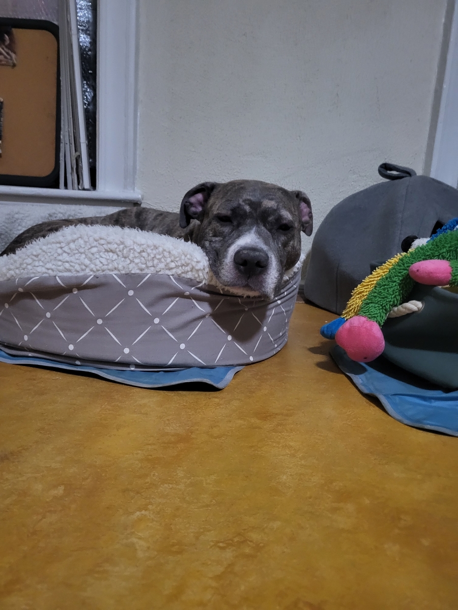 PoundHoundsResQ's tweet photo. Checking in with Pixel.
Pixel was found abandoned in a park and brought to the Brooklyn ACC by park rangers.

He was a very docile and gentle guy.  He was a senior dog who was dumped like trash.

Although he was rated a level one, he needed immediate placement due to a severe case of CIRDC that has led to a feeding tube being placed in his esophagus. He needed supportive care outside of the shelter. 

With the help of a very kind, dedicated foster, we were able to save his life.  He went straight away to Blue Pearl Veterinary Clinic due to the complications of CIRDC which led to full blown pneumonia.  There he stayed several days which was touch and go.  For the past month and half, he has been on the road to recovery.

This amazing foster has been crucial to his new life and overcoming this health crisis.  She brought him back and forth to vet appointments, made sure he was getting his steamy bathroom sessions and made sure he was eating when he refused to eat.

Pixel is such a gem.  We are so happy we were able to save him.