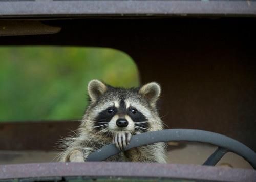 driving 
#raccoonlove #raccooneyes #raccoonart #raccoon
#weeklyfluff