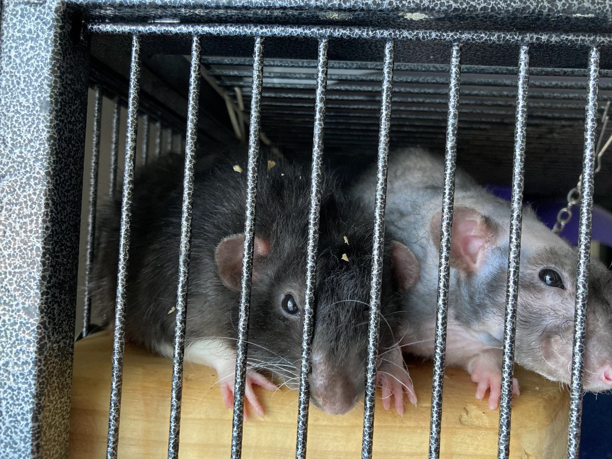 Cubby and Bandit on their highest ledge... Cubby's lovely rex fur collects crumbs and bits of stuff better than any feather duster could!! ☺️