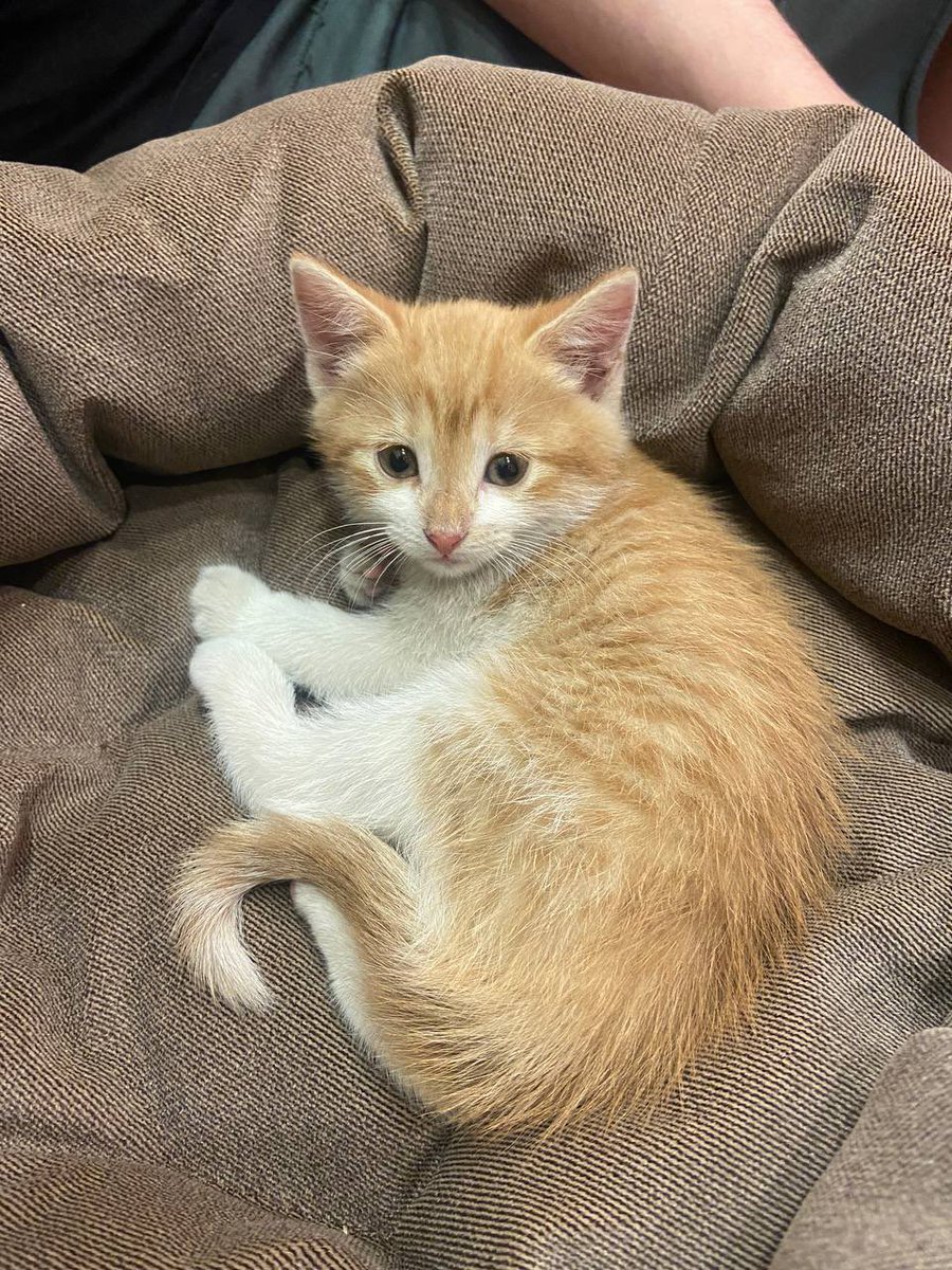 EbnyStd's tweet photo. Котейка Ори
(Ударение на о) https://t.co/xoVFVbl0mU