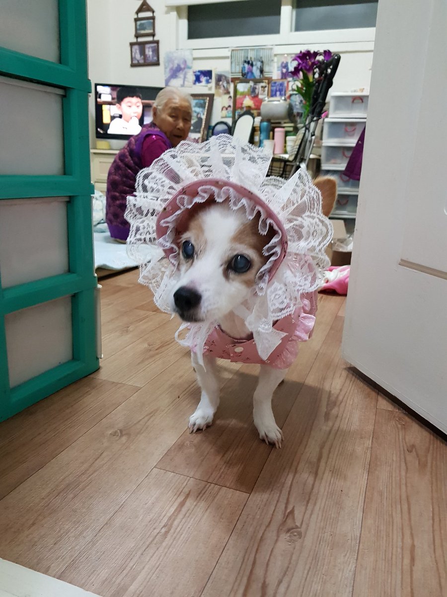 별이된 몽실.담비 (별몽실담비언니) tweet media