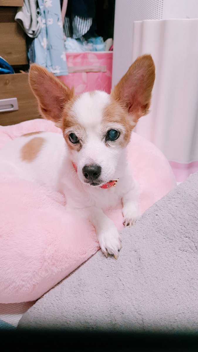 별이된 몽실.담비 (별몽실담비언니) tweet media