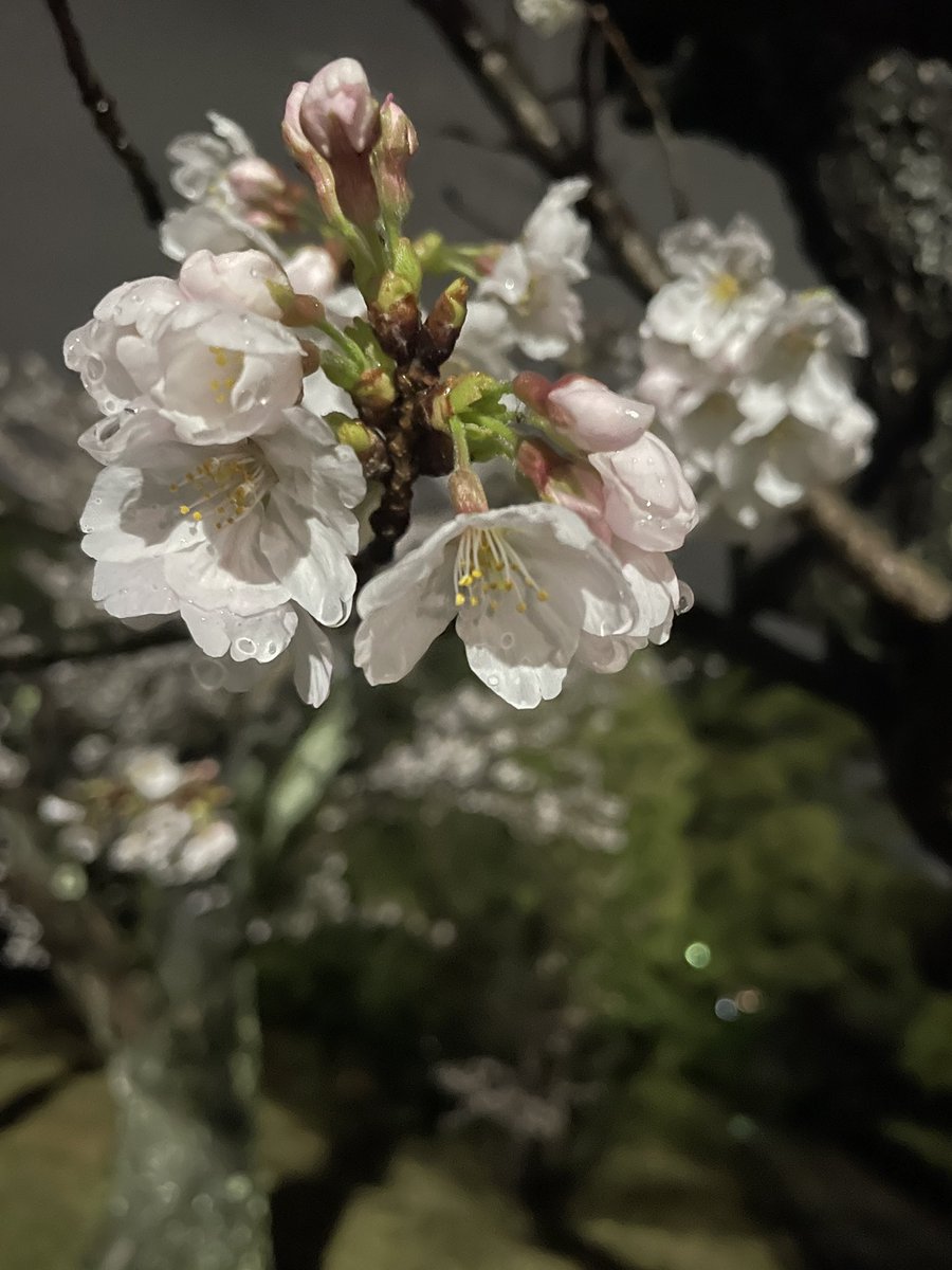 和泉市の黒鳥山公園に来てみました。満開までまだ少し早かったようです。