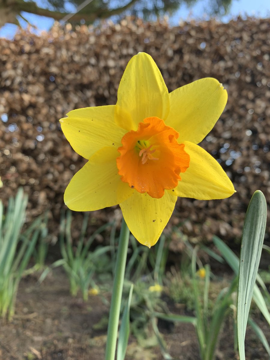 #SundayYellow 
#SpringEquinox 
#gardening 
#mygarden 
#GardenTwitter

Bit more like Spring today 🌞The Daffys are smiling too 🌝🌼