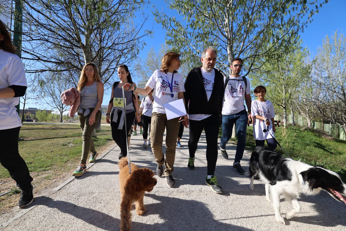 ChuecaNatalia's tweet photo. 🦮 Éxito de la primera #AndadaCanina5K de @zaragoza_es y @kaliboseguros en la que han participado cientos de zaragozanos con sus mascotas. Empezamos ya a pensar en la siguiente edición para seguir creciendo y trabajar por una Zaragoza #petfriendly. https://t.co/xZnfO9kcBK