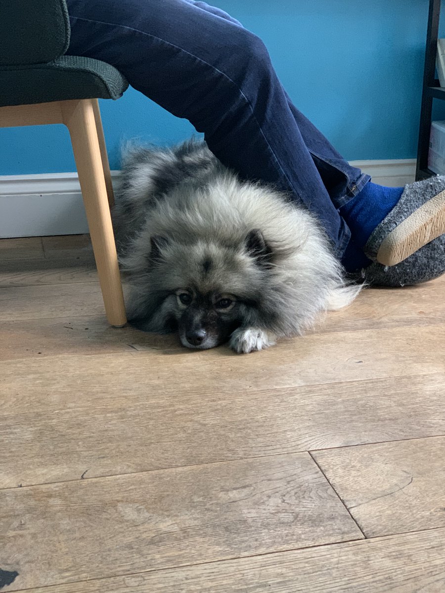 poconnor's tweet photo. Rainy Sunday morning.
#FluffMuppet #DogsofTwittter #Keeshonden https://t.co/E9FksQVp9q