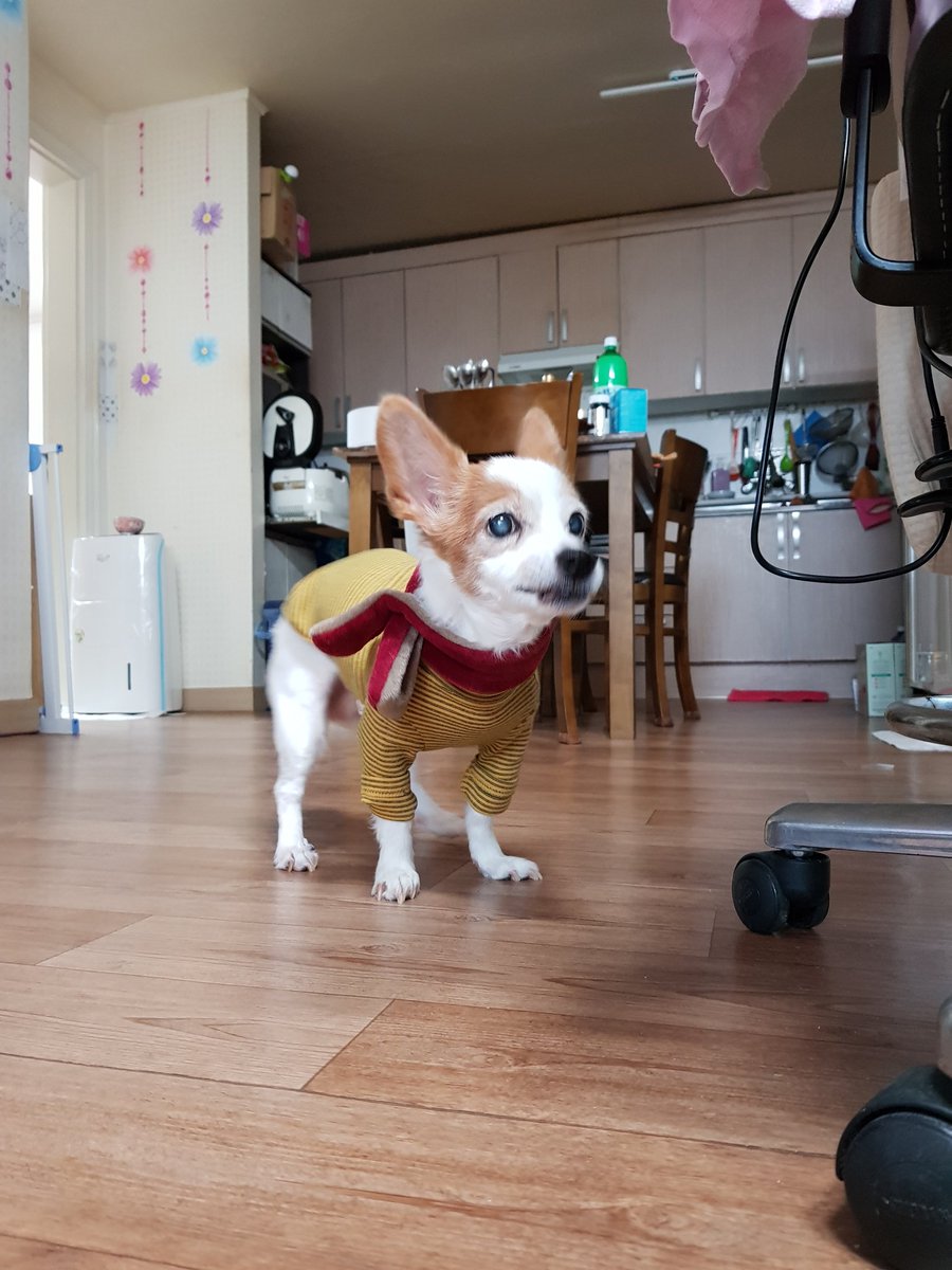 별이된 몽실.담비 (별몽실담비언니) tweet media