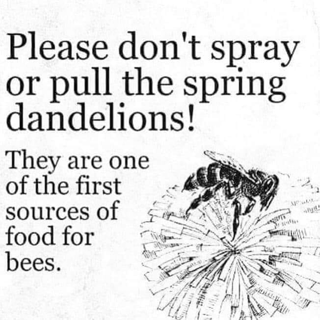 Carola Blaney๐๐๐ (@blaneycarola) on Twitter photo Good advice from Sir David Attenborough! And PLEASE, don't keep mowing them, either! ๐๐๐<a href="/DCCParksBiodiv/">DCCParksBiodiversity</a> <a href="/DubCityCouncil/">Dublin City Council</a> <a href="/sdublincoco/">SDCC</a> <a href="/Fingalcoco/">Fingal County Council</a> <a href="/TidyTownsIre/">Supervalu TidyTowns Competition</a> <a href="/IrishGardening/">IrishGardening</a> <a href="/EamonRyan/">Eamon Ryan</a> <a href="/ray_cun/">Ray Cunningham</a> Good advice from Sir David Attenborough! And PLEASE, don't keep mowing them, either! ๐๐๐<a href="/DCCParksBiodiv/">DCCParksBiodiversity</a> <a href="/DubCityCouncil/">Dublin City Council</a> <a href="/sdublincoco/">SDCC</a> <a href="/Fingalcoco/">Fingal County Council</a> <a href="/TidyTownsIre/">Supervalu TidyTowns Competition</a> <a href="/IrishGardening/">IrishGardening</a> <a href="/EamonRyan/">Eamon Ryan</a> <a href="/ray_cun/">Ray Cunningham</a>