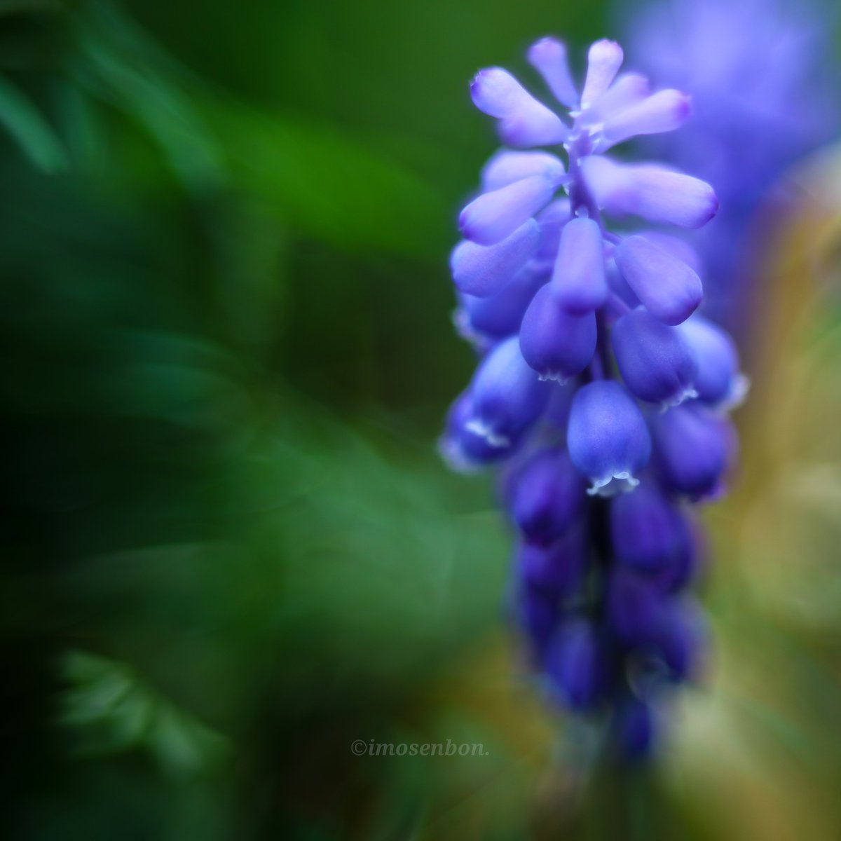 imosenbon's tweet photo. 広島県福山市
#ブドウムスカリ
#花
#canon
#canonFL+Ring https://t.co/pqb54smqrE