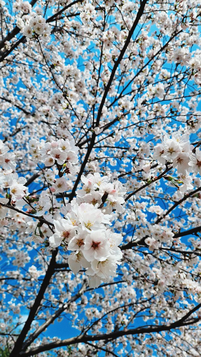 3월 26일 구례 벚꽃길에서