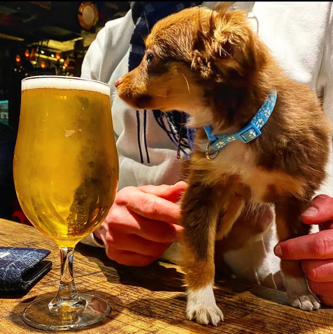 DirtyDicksEdn's tweet photo. Always able to find cute pub pups in the middle of the crowd 🍻🐶

#dirtydicks #dirtydickspub #dirtydicksbar #dirtydicksedinburgh #rosestreet #rosestreetedinburgh #pubclassic #dogfriendly #dogsinpubs #pubpups #productofscotland #whiskypub #whiskybar #maltofthemonth #whisky https://t.co/INBVXBm4gb