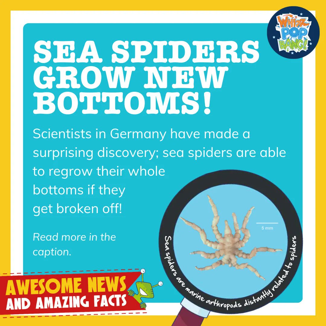 whizzpopbangmag's tweet photo. In a new study, young sea spiders were found to regrow their whole bottoms, including their reproductive organs, muscles and anus. Humans and other mammals can only regenerate their skin and livers, research like this could lead to treatments that could help us re-grow lost limbs https://t.co/aJcpt0eT5y