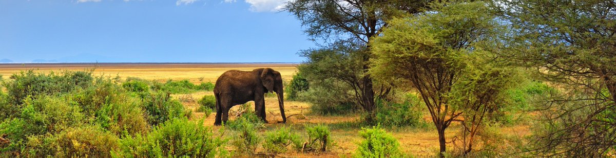 UniPadova's tweet photo. 🐘 “Mercoledì senza frontiere” per #AUSFinrete!
La Scuola di Agraria e medicina veterinaria #Agripolis organizza un ciclo di incontri sulla cooperazione internazionale nel settore veterinario, forestale e agrario.
Scopri il calendario
> https://t.co/mUCW8nMwxm https://t.co/H2XnbfWQmT