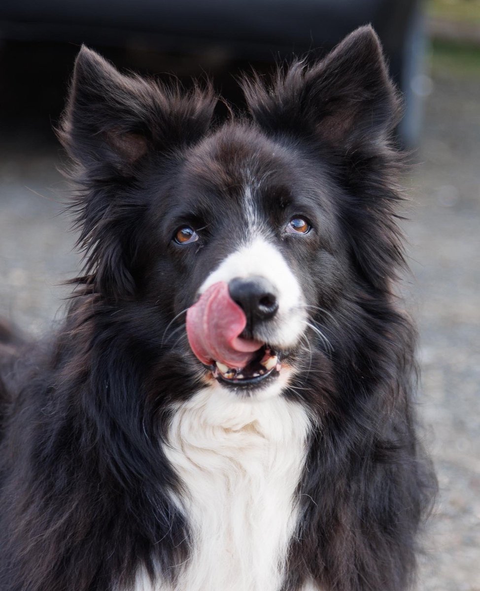 acetargetsports's tweet photo. Thankyou for the support all of @Blazespage’s mighty followers have given us over the last few years. Blaze and Laoch fans can claim 20% off Archery, Axe Throwing and Airgun Shooting by using the discount code GRAVYBONES when booking online at 
https://t.co/klV8wURx3C https://t.co/j85rCnFAX8