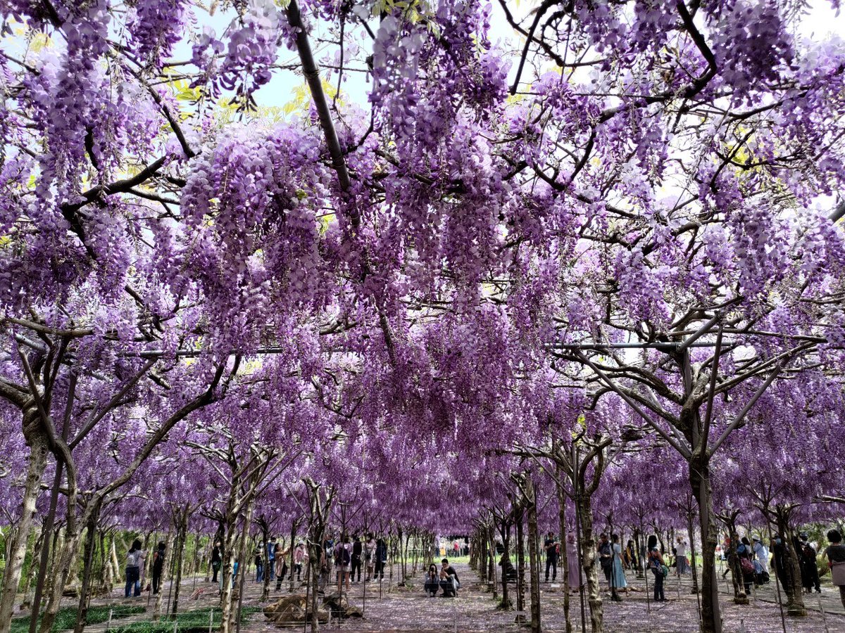 KunJohn12's tweet photo. 淡水紫藤園 https://t.co/xOn3cdNYpx