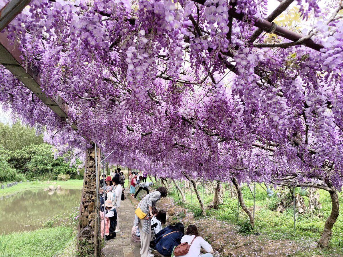 KunJohn12's tweet photo. 淡水紫藤園 https://t.co/xOn3cdNYpx