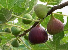 _Woman_health's tweet photo. The Effects of Healthy Food #CommonFig or #Fig (Ficus carica) on #ViralInfection https://t.co/GmwjPEaLh6 https://t.co/gtAe78lTyx