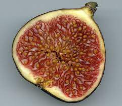 _Woman_health's tweet photo. The Effects of Healthy Food #CommonFig or #Fig (Ficus carica) on #ViralInfection https://t.co/GmwjPEaLh6 https://t.co/gtAe78lTyx